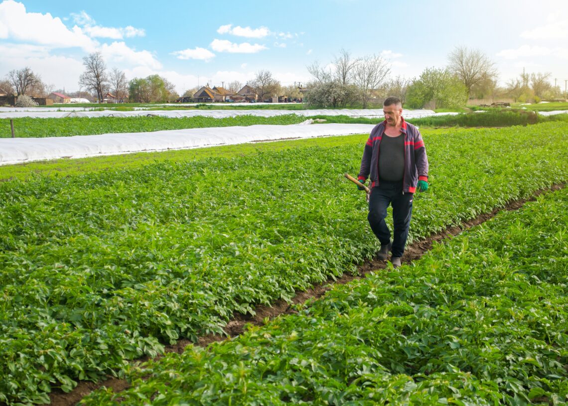 Farmer kartulipõllul. Pilt: Envato