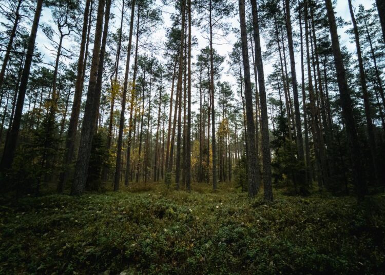 looduskaitse piirangud toetus eramets