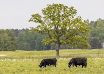 tõupullid veebioksjon