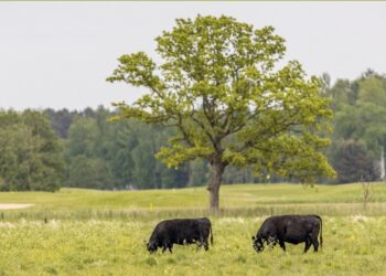 tõupullid veebioksjon