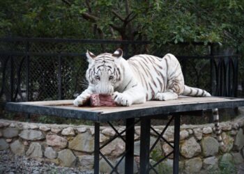 Taani loomaaed koduloomad