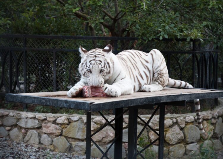 Taani loomaaed koduloomad