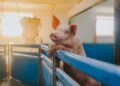 seafarm ekseko eesti suurim baltikumi keeld