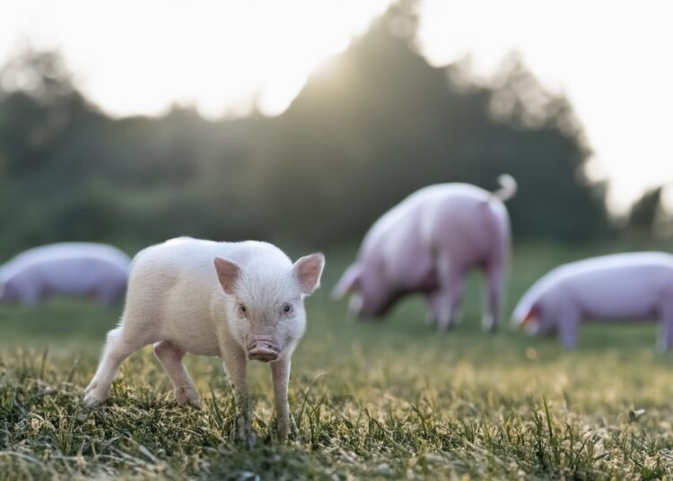 farm sead SAK katk