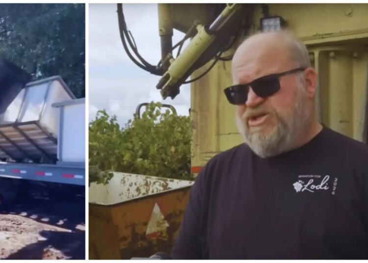 california vein viinamarjad saak