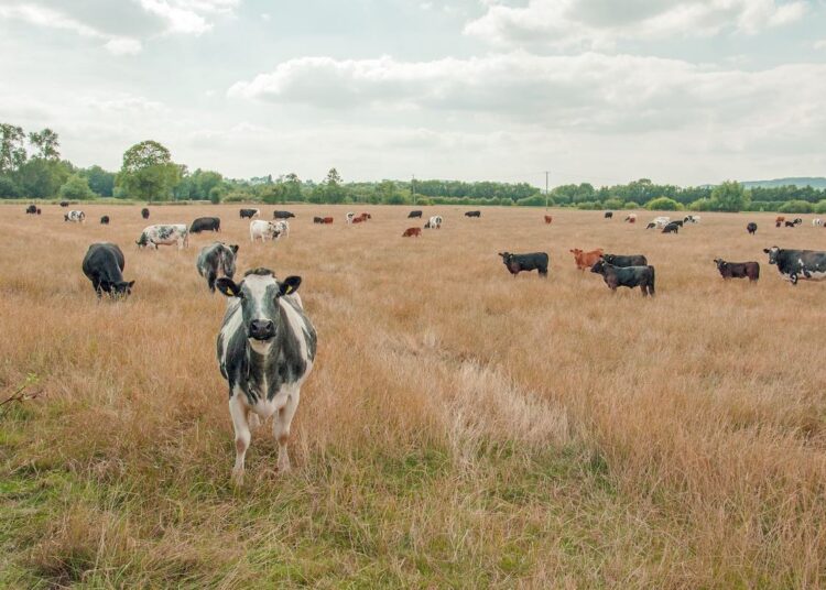 põllumajandus euroopa liit toetused