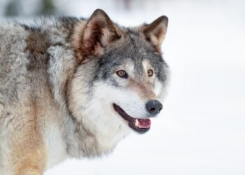 Keila kandis murravad hundid koeri koduõuel. Foto on illustratiivne. Foto: Envato