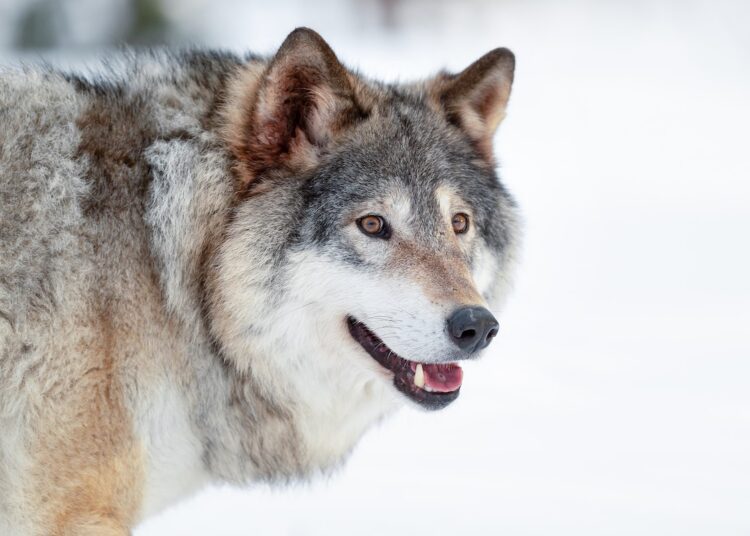 Keila kandis murravad hundid koeri koduõuel. Foto on illustratiivne. Foto: Envato