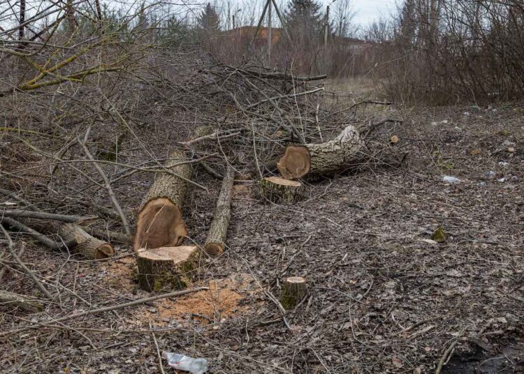 ELVL ei kooskõlastanud metsaseaduse eelnõu. Foto on illustratiivne. Pilt: Envato
