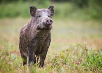 Metssiga. Foto on illustratiivne. Pilt: Envato