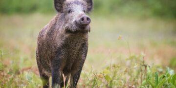 Metssiga. Foto on illustratiivne. Pilt: Envato