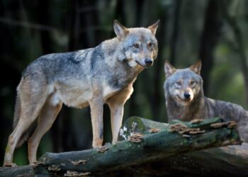 Hundid metsas. Foto on illustratiivne. Pilt: Envato