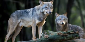 Hundid metsas. Foto on illustratiivne. Pilt: Envato