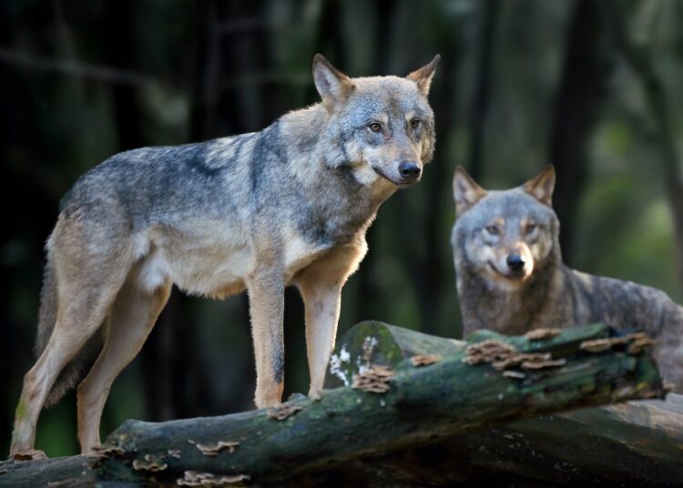 Hundid metsas. Foto on illustratiivne. Pilt: Envato