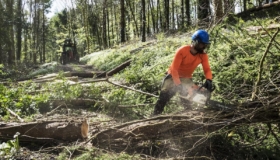 metsraie pesitsusaeg linnud