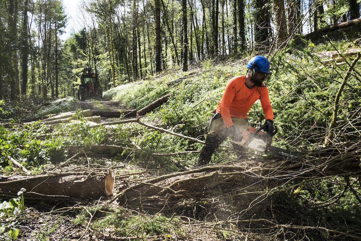 metsraie pesitsusaeg linnud