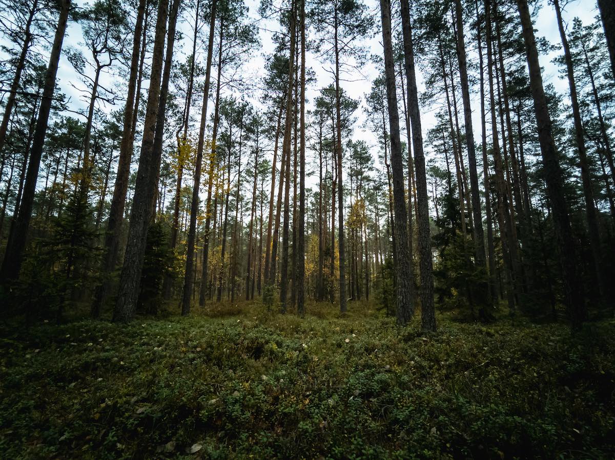 looduskaitse piirangud toetus eramets