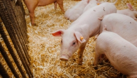 sigade katk farm sak