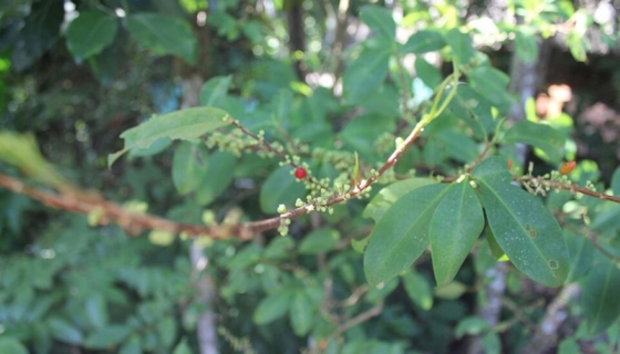 Kokapõõsas. Foto: Gary Saucedo / Wikimedia