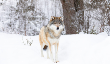 Hunt. Pilt: Envato