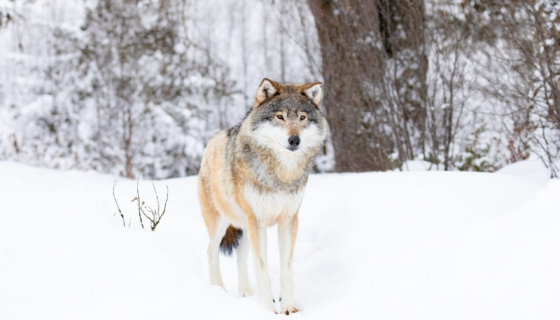 Hunt. Pilt: Envato