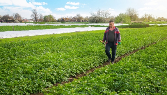 Farmer kartulipõllul. Pilt: Envato
