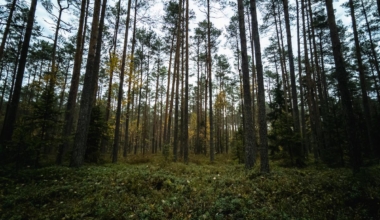 looduskaitse piirangud toetus eramets