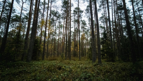 looduskaitse piirangud toetus eramets