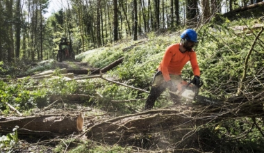 metsraie pesitsusaeg linnud