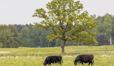 tõupullid veebioksjon