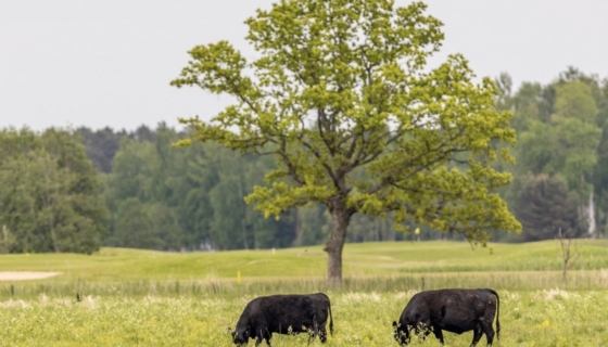 tõupullid veebioksjon