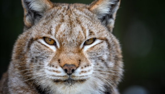 ilves autoõnnetus
