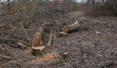 ELVL ei kooskõlastanud metsaseaduse eelnõu. Foto on illustratiivne. Pilt: Envato