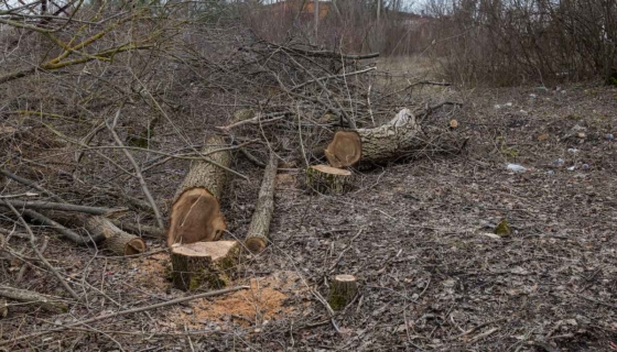 ELVL ei kooskõlastanud metsaseaduse eelnõu. Foto on illustratiivne. Pilt: Envato
